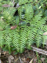 Pteridium caudatum