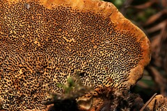 Gloeophyllum odoratum