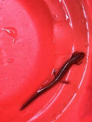 Plethodontidae