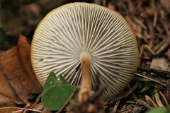 Strobilurus esculentus