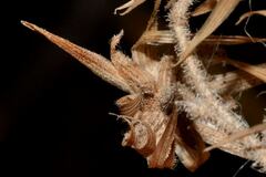 Brickellia secundiflora