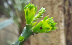 Brasiliopuntia brasiliensis