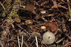 Strobilurus esculentus