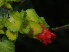 Drymonia tenuis