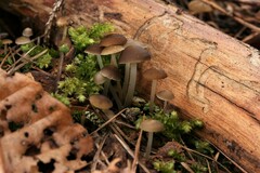 Strobilurus esculentus