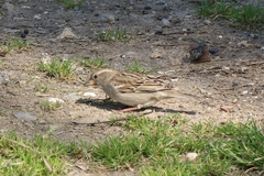 Passer domesticus