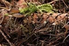 Strobilurus esculentus