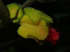 Drymonia tenuis