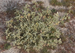 Sphaeralcea ambigua rosacea