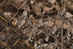 Brickellia secundiflora