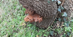 Inocutis tamaricis
