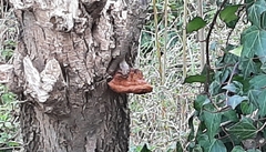 Inocutis tamaricis