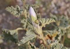 Sphaeralcea ambigua rosacea