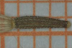 Brickellia secundiflora