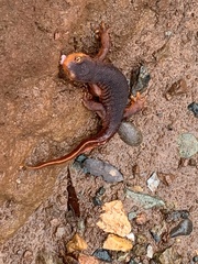 Taricha sierrae