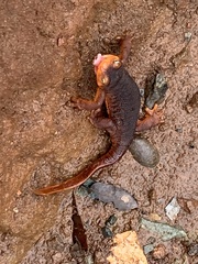 Taricha sierrae