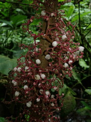 Urera baccifera