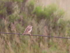 Cisticola aridulus kalahari