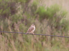 Cisticola aridulus kalahari
