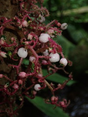 Urera baccifera