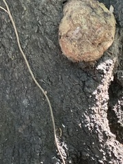 Agrobacterium radiobacter