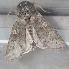 Psaphida rolandi