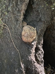 Agrobacterium radiobacter