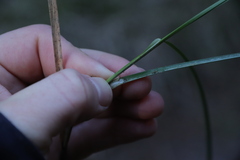 Festuca diffusa