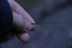 Festuca diffusa