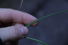 Festuca diffusa