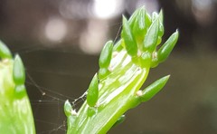 Brasiliopuntia brasiliensis