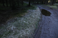 Festuca diffusa