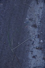 Festuca diffusa