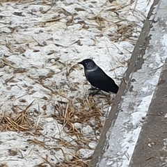 Corvus monedula