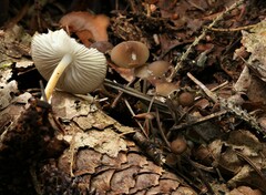 Strobilurus esculentus