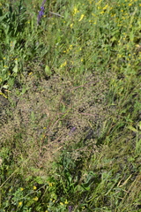 Trinia multicaulis