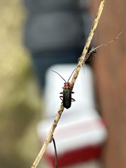 Atalantycha bilineata