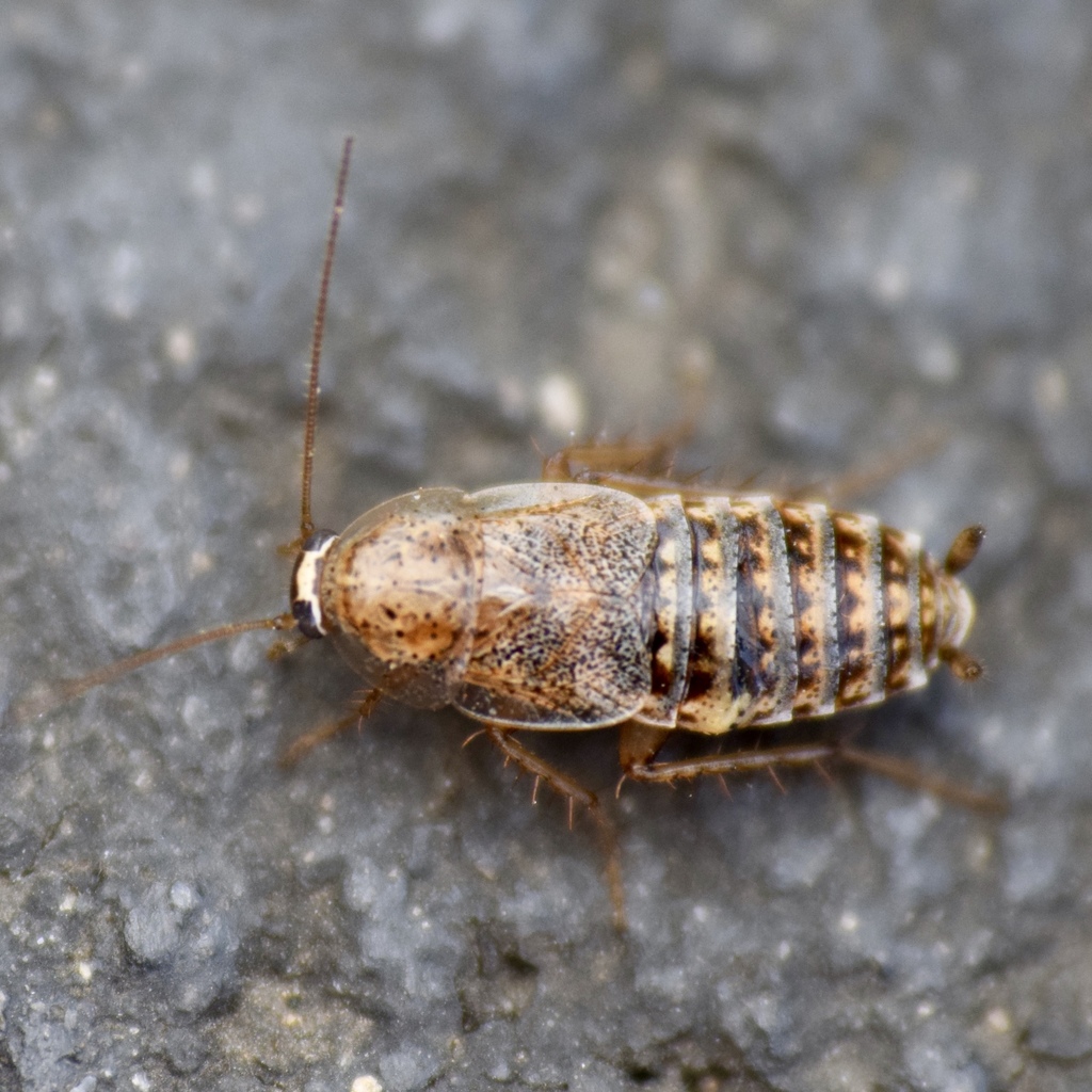 Ectobiinae