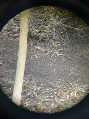 Zonotrichia leucophrys