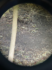 Zonotrichia leucophrys