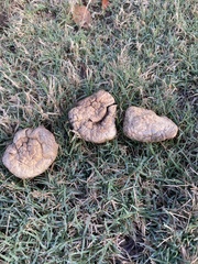Calvatia craniiformis
