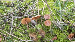 Galerina uncialis