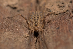 Homalenotus quadridentatus