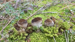 Dissingia leucomelaena