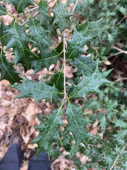Osmanthus heterophyllus