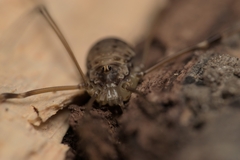 Leiobunum blackwalli