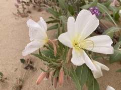 Oenothera deltoides