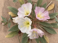 Oenothera deltoides