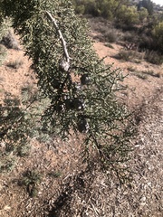 Cupressus glabra
