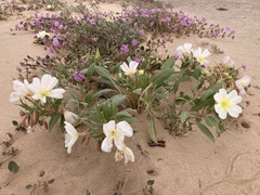 Oenothera deltoides